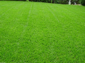 10 kg Sportrasen Spielrasen Grassamen Rasensamen Rasensaat Gras strapazierfähig ca. 300 - 400 m² - 2